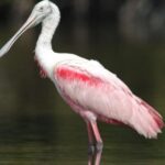 Everglades Private 2.5 Hour Photo and Birding Safari - Who This Tour Is Best For