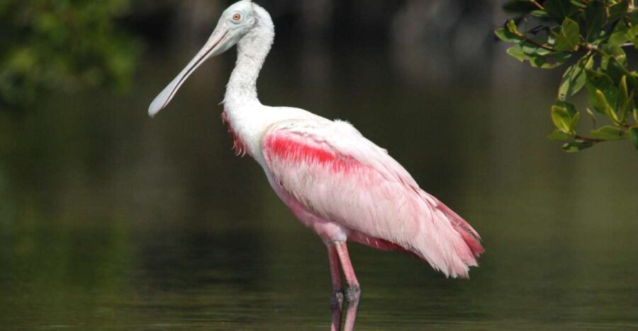 Everglades Private 2.5 Hour Photo and Birding Safari - Who This Tour Is Best For