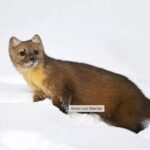 Everline Resort Explorer: Self Guided Olympic Valley Stroll - The Experience: What Visitors Might Expect