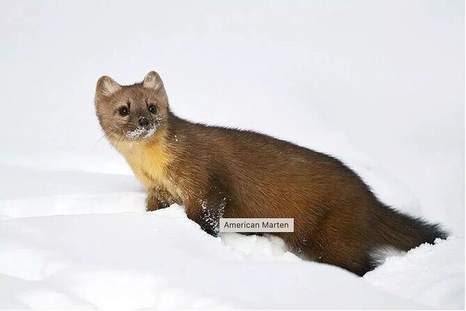 Everline Resort Explorer: Self Guided Olympic Valley Stroll - The Experience: What Visitors Might Expect