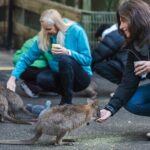 Exclusive Blue Mountains Wildlife and Bushwalk Tour From Sydney - Who Should Consider This Tour?