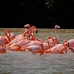 Excursion to Celestun Biosphere and Beach Day from Merida - The Value Proposition