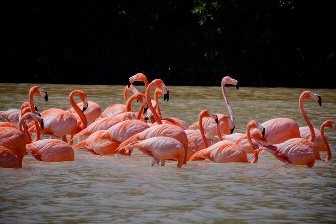 Excursion to Celestun Biosphere and Beach Day from Merida - The Value Proposition