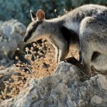 Exmouth: Yardie Creek Boat Tour - What the Experience Looks Like