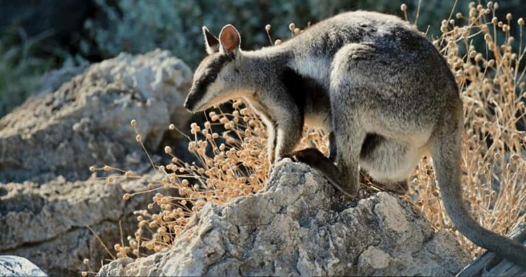 Exmouth: Yardie Creek Boat Tour - What the Experience Looks Like