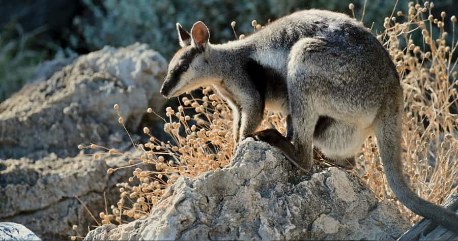 Exmouth: Yardie Creek Boat Tour - What the Experience Looks Like