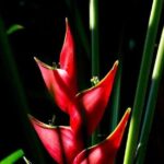 Exotic Garden EN Rancho Ecoturístico - Practical Considerations and Value