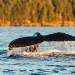 Experience Local Marine Wildlife Tour - The Guides and Their Value