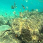 Experience Peanut Island Adventures with Go Pro - Final Thoughts