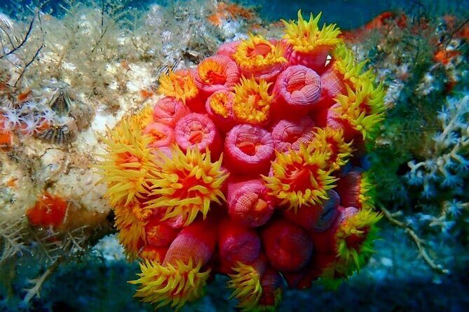 Experience Peanut Island Adventures - FAQ