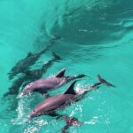 Experience Sunset and Dolphin Adventure in Panama - What Real Travelers Say