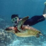 EXPERIENCE SWIMMING with the TURTLES and Discover the amazing Tulum Ruins tours. - The Experience in Detail
