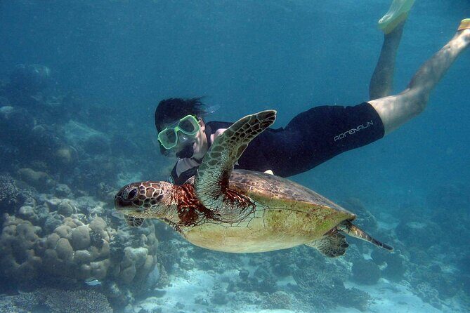 EXPERIENCE SWIMMING with the TURTLES and Discover the amazing Tulum Ruins tours. - The Experience in Detail