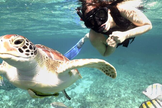 Experience swimming with turtles and explore the ruins of Tulum. Lunch included. - The Sum Up