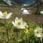 Explore Coastal Mountain Treasures: Scenic Hike from Squamish, BC - Who Should Consider This Tour?