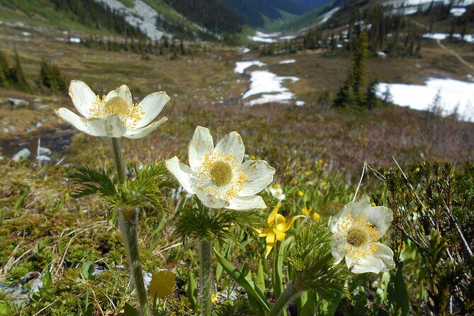 Explore Coastal Mountain Treasures: Scenic Hike from Squamish, BC - Who Should Consider This Tour?