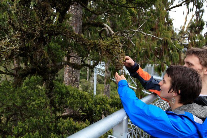 Explore Hokitika Gorge and Tree Top Walkway - What Travelers Are Saying