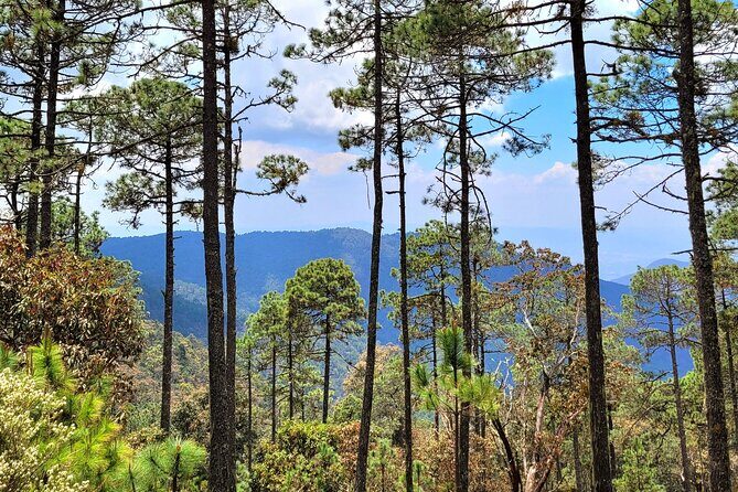 Explore Sierra Norte, Half-Day Hiking Adventure - What the Reviews Say (and What They Reveal)