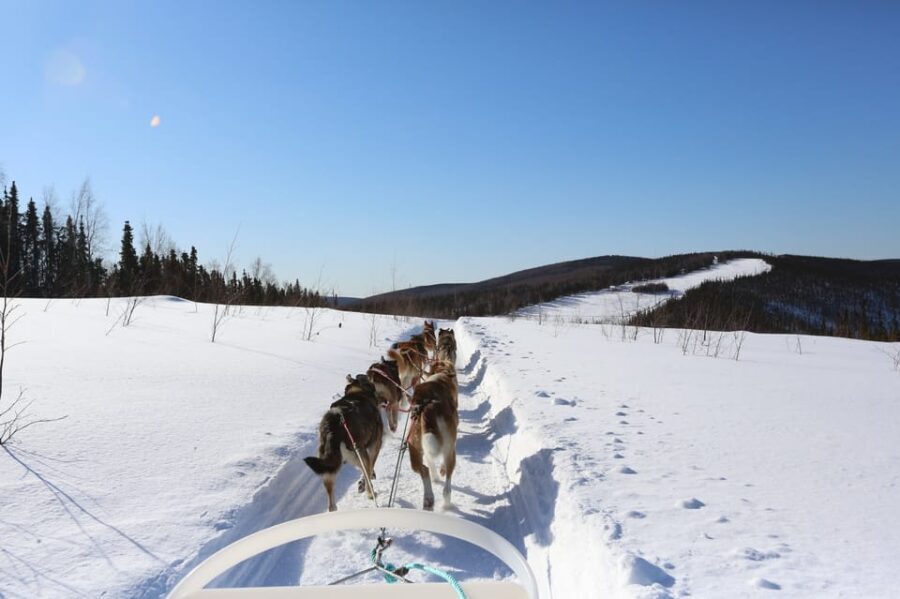Fairbanks: 1-Hour Alaskan Winter Dog Sledding Adventure - The Guides and Their Role