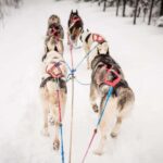 Fairbanks, AK: Half Day "Drive your Own Dog Team" Tour - What to Expect on the Tour