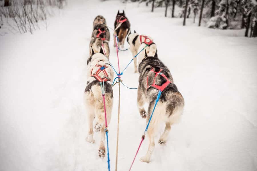 Fairbanks, AK: Half Day "Drive your Own Dog Team" Tour - What to Expect on the Tour