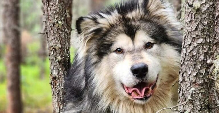 Fairbanks: Alaskan Summer Sled Dog Adventure - The Itinerary Breakdown