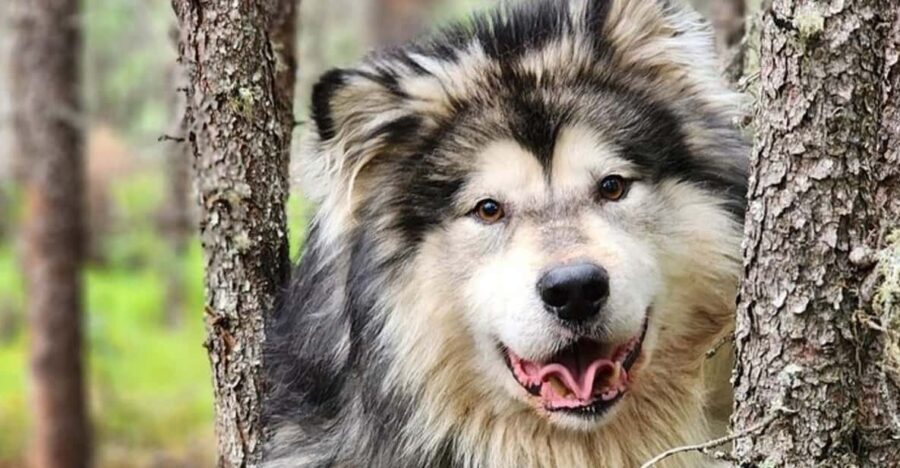 Fairbanks: Alaskan Summer Sled Dog Adventure - The Itinerary Breakdown