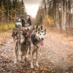 Fairbanks: Dog Mushing through Fall Landscapes on a UTV - Who Will Love This Tour?