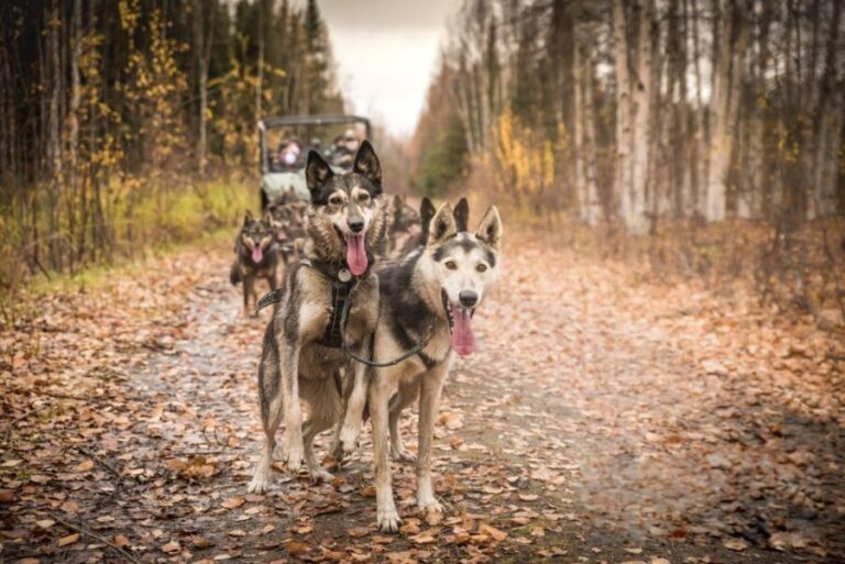 Fairbanks: Dog Mushing through Fall Landscapes on a UTV - Who Will Love This Tour?