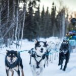 Fairbanks: Private Mush on the Historic Yukon Quest Trail - The Value of This Experience