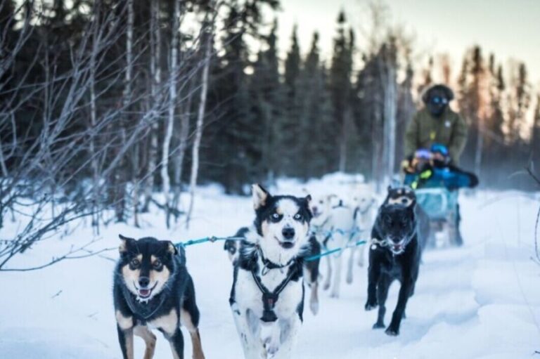 Fairbanks: Private Mush on the Historic Yukon Quest Trail - The Value of This Experience