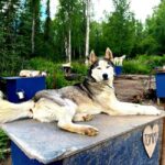 Fairbanks: Siberian Husky Kennel Tour - The Experience in Detail