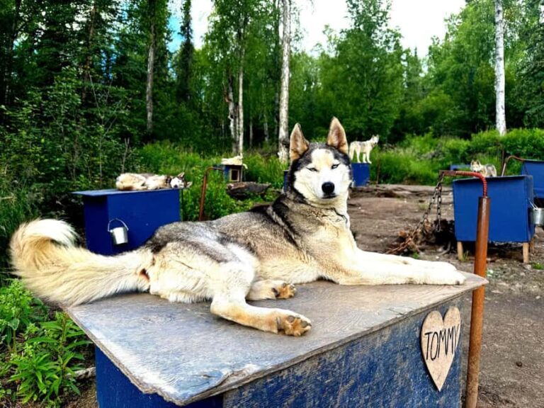 Fairbanks: Siberian Husky Kennel Tour - The Experience in Detail