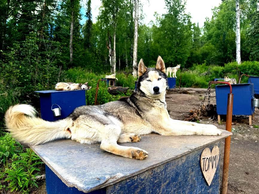Fairbanks: Siberian Husky Kennel Tour - The Experience in Detail