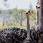 Featherdale Wildlife Park with Exclusive Private Transfers - Why This Tour Could Be Perfect for You