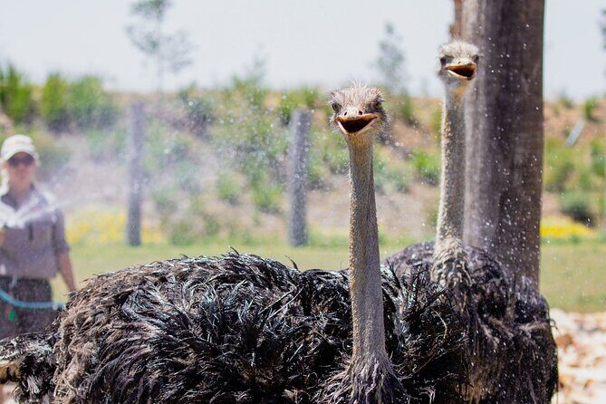 Featherdale Wildlife Park with Exclusive Private Transfers - Why This Tour Could Be Perfect for You