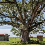 Felicity Plantation Tour - Who Should Consider This Tour?