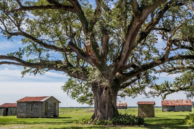 Felicity Plantation Tour - Who Should Consider This Tour?