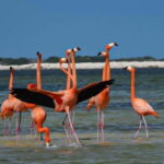 flamingo tour in Rio Lagartos, Yucatan 3 hours - What the Reviews Say