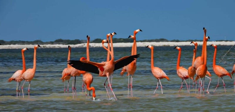 flamingo tour in Rio Lagartos, Yucatan 3 hours - What the Reviews Say