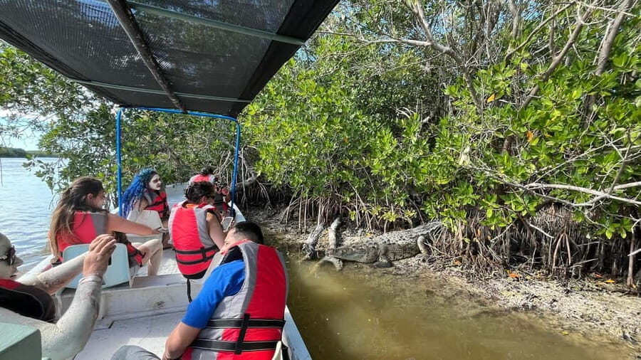 Flamingo tour Rio Lagartos, Yucatan 2 hours - The Experience as a Whole: What You Can Expect
