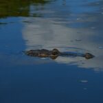 Flamingos Tour in Rio Lagartos Yucatan 2 hours - FAQs