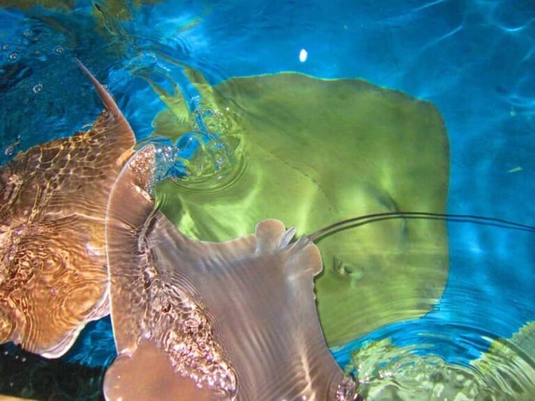 Florida Keys: Aquarium Encounters Day Tour with Lunch - Final Thoughts