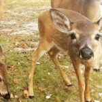 Florida Keys: Dolphin Research Center Day Tour with Lunch - The Practical Side: Whats Included and What to Prepare