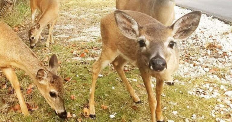 Florida Keys: Dolphin Research Center Day Tour with Lunch - The Practical Side: Whats Included and What to Prepare