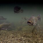 Fly Fishing Guided Experiences - Practical Details and Booking Info