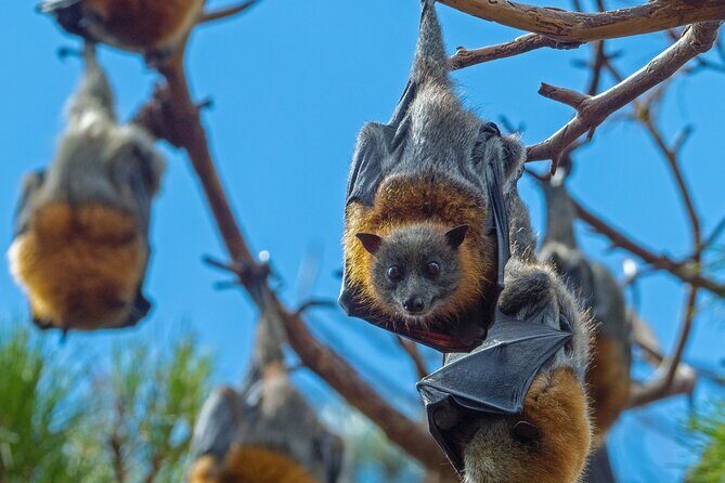 Flying Fox Experience, Thousands of Australia's Largest Bat - Why Is This Experience Special?