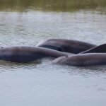 Folly Beach Dolphin Viewing Boat Excursion - What Makes This Tour Stand Out?