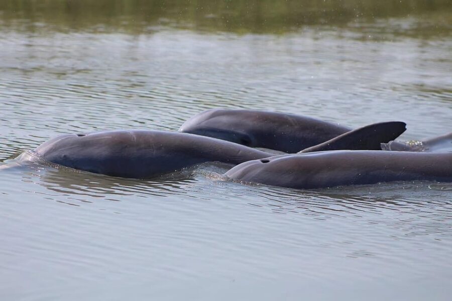 Folly Beach Dolphin Viewing Boat Excursion - What Makes This Tour Stand Out?
