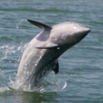 Folly Beach: Sunset Dolphin Boat Tour to Morris Island - The Authentic Traveler Experience
